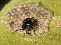 Nezara viridula 88, Zuidelijke groene schildwants, nimf, sucking eggs,  Saxifraga-Pieter van Breugel