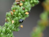 Nezara viridula 91, Zuidelijke groene schildwants, Saxifraga-Tom Heijnen