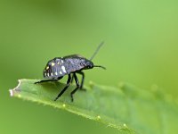 Nezara viridula 95, Zuidelijke groene schildwants, Saxifraga-Tom Heijnen