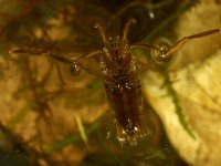 Notonecta glauca, Water Boatman