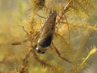 Notonecta glauca 5, Gewoon bootsmannetje, Foto Fitis-Sytske Dijksen