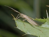 Notostira elongata