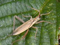 Notostira elongata #09841 : Notostira elongata, Bruine graswants, female