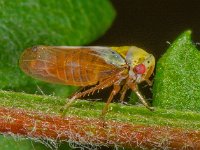 Oncopsis sp 2, Saxifraga-Ab H baas