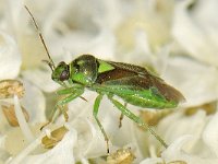 Orthops campestris 2, Saxifraga-Ab H Baas