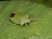 Palomena prasina #02073 : Palomena prasina, Green Shieldbug, Groene Stinkwants