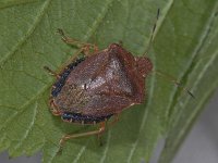 Palomena prasina #05129 : Palomena prasina, Green Shieldbug, Groene Stinkwants, winter colour