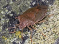 Palomena prasina #05447 : Palomena prasina, Green Shieldbug, Groene Stinkwants, winter colour