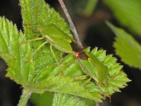 Palomena prasina #06473 : Palomena prasina, Green Shieldbug, Groene Stinkwants, copula