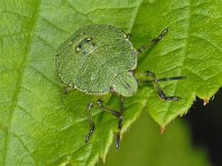 Palomena prasina #08182 : Palomena prasina, Green Shieldbug, Groene Stinkwants, nymph 4e stage