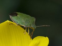 Palomena prasina 2, Groene stinkwants, Saxifraga-Willem van Kruijsbergen