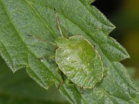 Palomena prasina #08370 : Palomena prasina, Green Shieldbug, Groene Stinkwants, nymph 5e stage