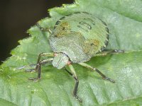 Palomena prasina #09388 : Palomena prasina, Green Shieldbug, Groene Stinkwants, nymph 5e stage