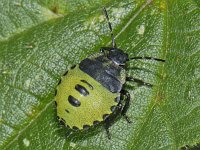 Palomena prasina #09392 : Palomena prasina, Green Shieldbug, Groene Stinkwants, nymph