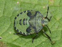 Palomena prasina #09438 : Palomena prasina, Green Shieldbug, Groene Stinkwants, nymph 5e stage