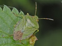 Palomena prasina #09440 : Palomena prasina, Green Shieldbug, Groene Stinkwants