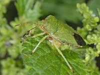 Palomena prasina #09442 : Palomena prasina, Green Shieldbug, Groene Stinkwants