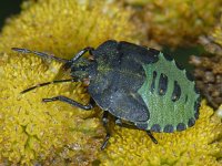 Palomena prasina #09607 : Palomena prasina, Green Shieldbug, Groene Stinkwants, nymph 5e stage