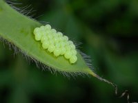 Palomena prasina 32, Groene stinkwants, Saxifraga-Ab H Baas