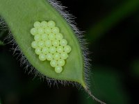 Palomena prasina 33, Groene stinkwants, Saxifraga-Ab H Baas