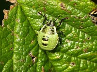 Palomena prasina 5, Groene stinkwants, nymf, Foto Fitis-Sytske Dijksen