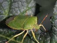 Palomena prasina 7, Groene stinkwants, Saxifraga-Rutger Barendse