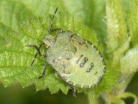 Palomena prasina 01 #09185 : Palomena prasina, Green Shieldbug, Groene Stinkwants, nymph 5e stage