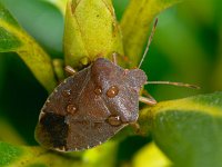 Palomena prasina #00421 : Palomena prasina, Green Shieldbug, Groene Stinkwants