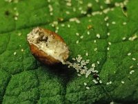 Parthenolecanium corni-pomeranicum 2, Saxifraga-Ab H Baas