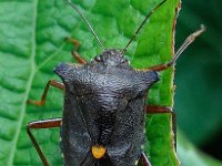 Pentatoma rufipes 19, Roodpootschildwants, Saxifraga-Ab H Baas