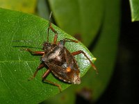 Pentatoma rufipes 2, Roodpootschildwants, Foto Fitis-Sytske Dijksen