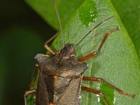 Pentatoma rufipes 20, Roodpootschildwants, Saxifraga-Ab H Baas