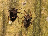 Pentatoma rufipes 21, Roodpootschildwants, Foto Fitis-Sytske Dijksen