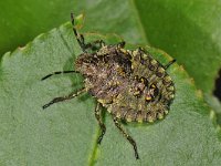 Pentatoma rufipes 10, Roodpootschildwants, Saxifraga-Ab H Baas