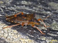 Pentatoma rufipes 02 #05259 : Pentatoma rufipes, Forest bug, Roodpootschildwants