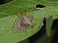 Pentatoma rufipes 13, Roodpootschildwants, Saxifraga-Ab H Baas