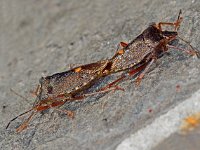 Pentatoma rufipes 18, Roodpootschildwants, Saxifraga-Ab H Baas