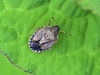 Peribalus strictus 3, Zuidelijke schildwants, Saxifraga-Tom Heijnen