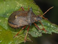 Picromerus bidens #09263 : Picromerus bidens, female