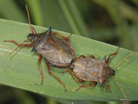 Picromerus bidens #09310 : Picromerus bidens, copula