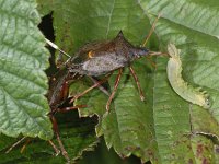 Picromerus bidens #04763 : Picromerus bidens, copula, with prey