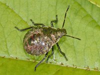 Picromerus bidens #12923 : Picromerus bidens, nymph 4e stage