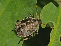 Picromerus bidens 7, nymf, Saxifraga-Ab H Baas