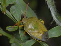 Piezodorus lituratus #12449 : Piezodorus lituratus, Gorse shieldbug, Bremschildwants