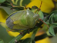 Piezodorus lituratus 3, Saxifraga-Rutger Barendse