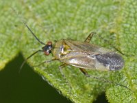 Plagiognathus arbustorum #13137 : Plagiognathus arbustorum