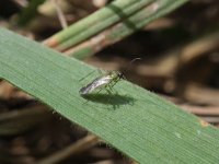 Plagiognathus arbustorum 5, Saxifraga-Rutger Barendse