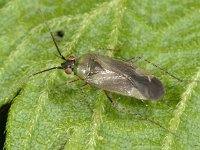 Plagiognathus arbustorum 7, Saxifraga-Ab H Baas