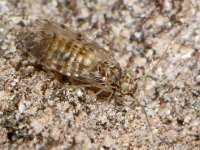 Psocoptera spec #09546 : Psocoptera, Booklice, Stofluizen