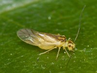 Psocoptera spec #09917 : Psocoptera, Booklice, Stofluizen